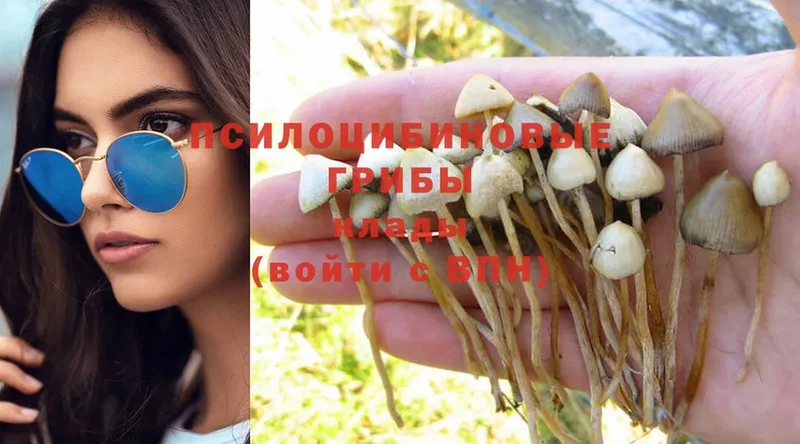 Псилоцибиновые грибы Psilocybe  сколько стоит  Гусиноозёрск 